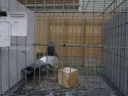 XIV Concurso Exposición de Palomas de Raza en Mula 2024